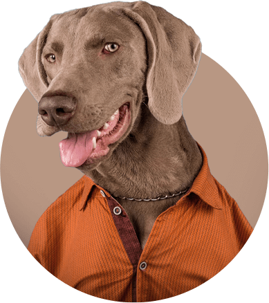 dog.png